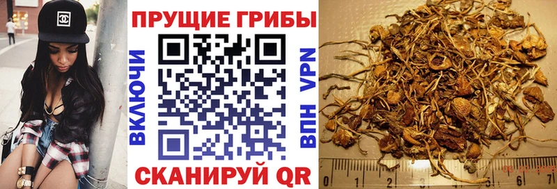где продают наркотики  Лыткарино  Галлюциногенные грибы GOLDEN TEACHER 